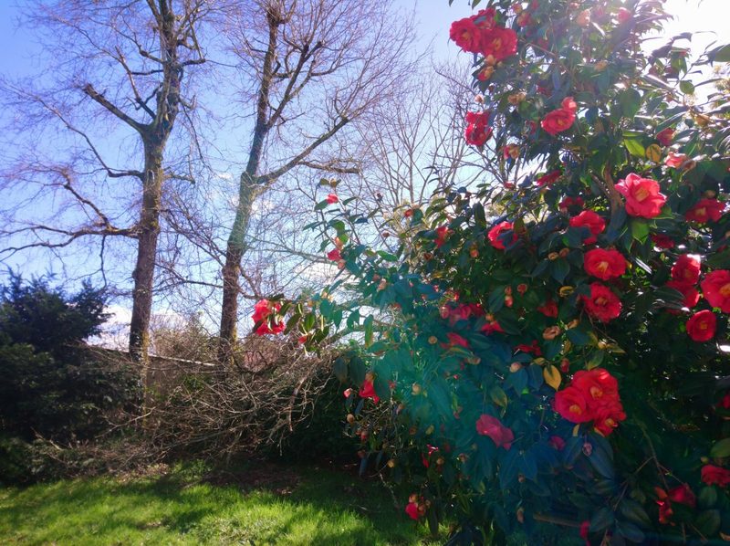 Le jardin — camélia en fleurs