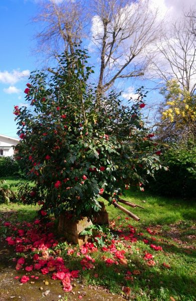 Le camélia en fleurs